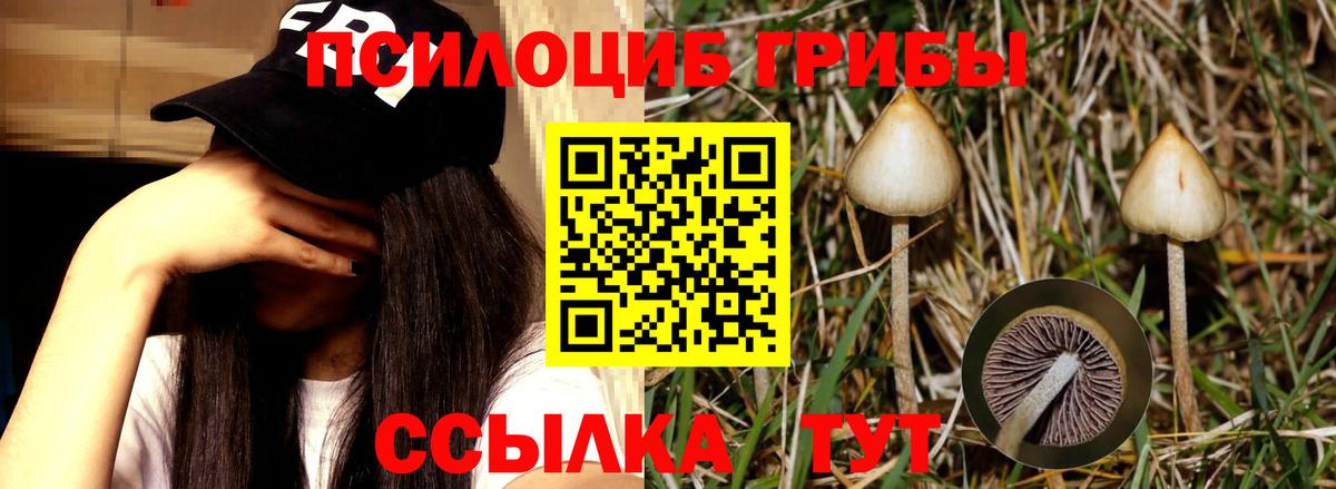 Галлюциногенные грибы Psilocybe Краснотурьинск